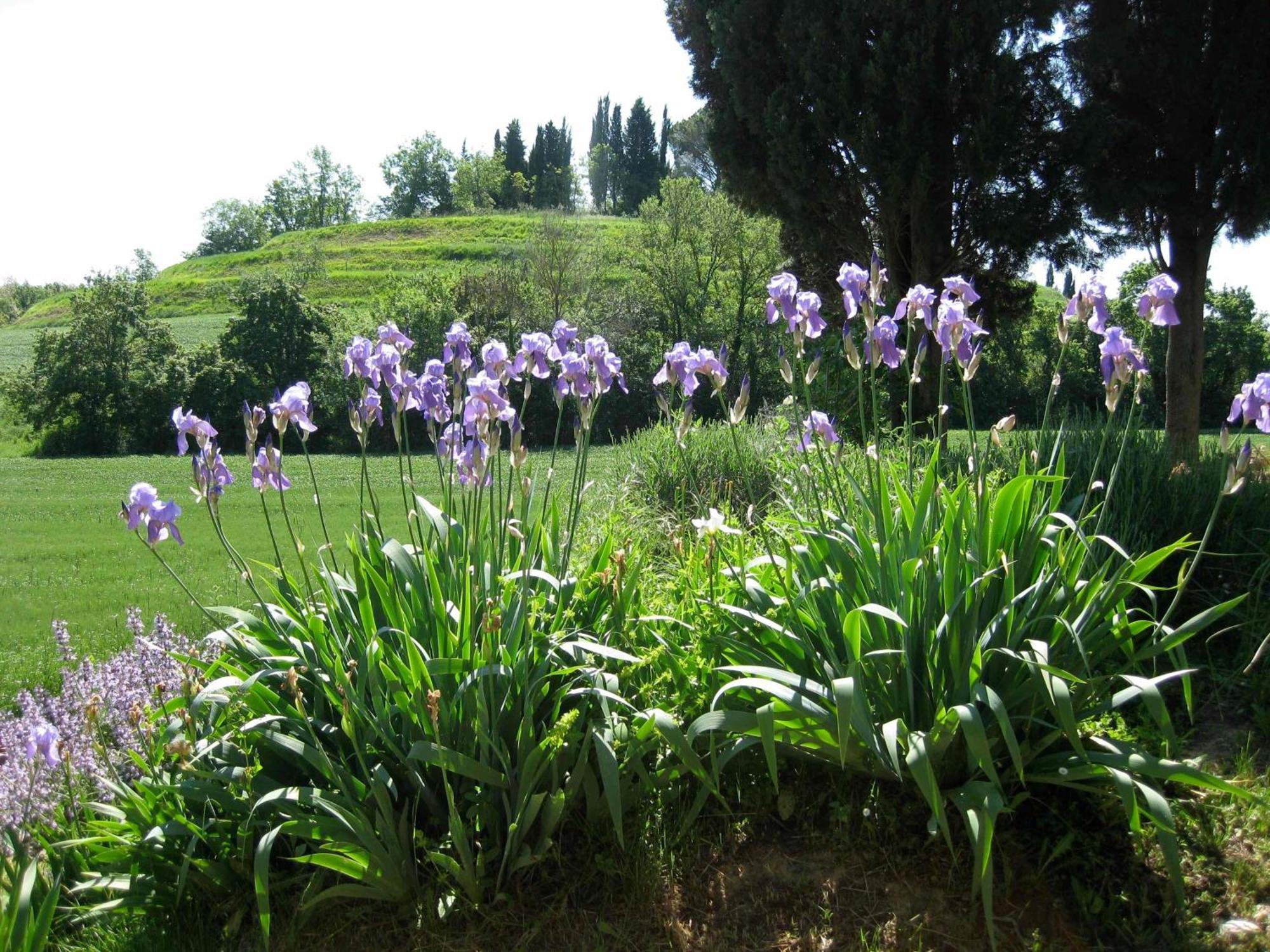 Il Caio Cetona